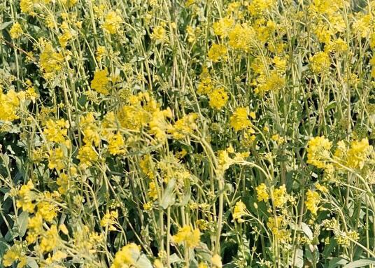 El camino del lawen: conversación con Rosa Ñancucheo, lawentuche de la lof Lago Rosario&nbsp;(Chubut)